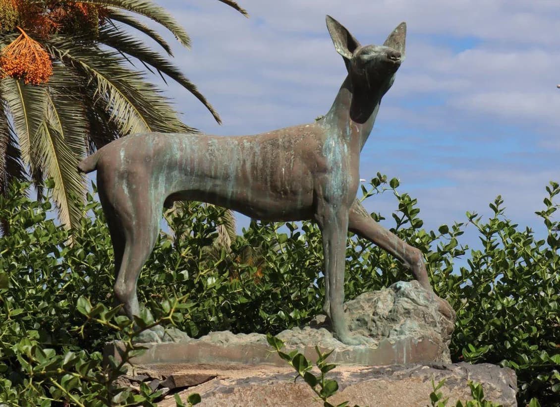 Podenco Canario - Imagen 1